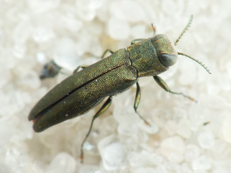 Buprestidae Leach, 1815